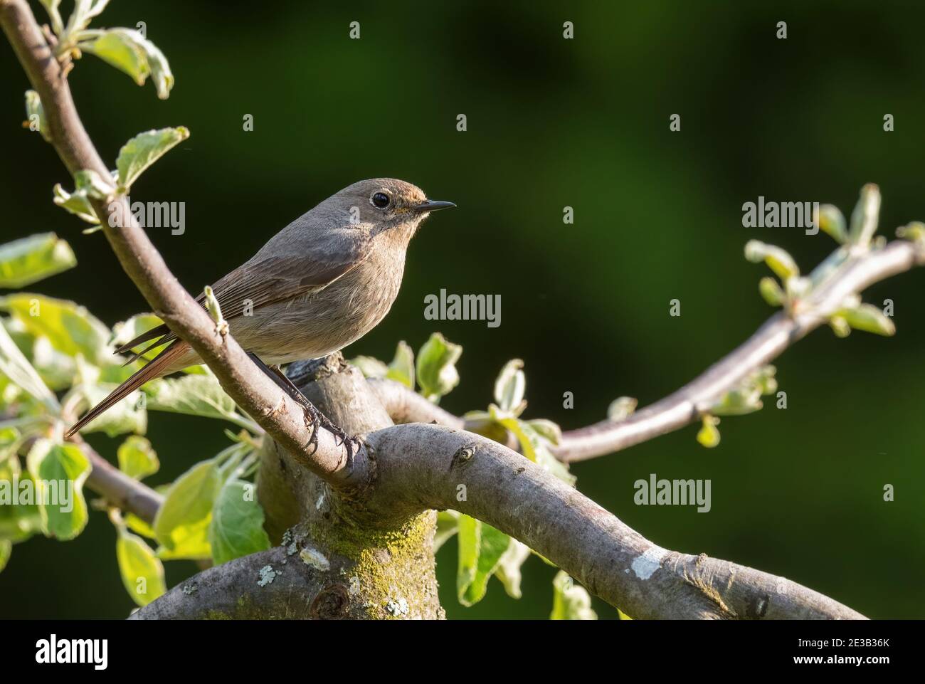 Redstart - Phoenicurus phoenicurus, magnifique oiseau de passereau des jardins et des bois européens, Zlin, République Tchèque. Banque D'Images