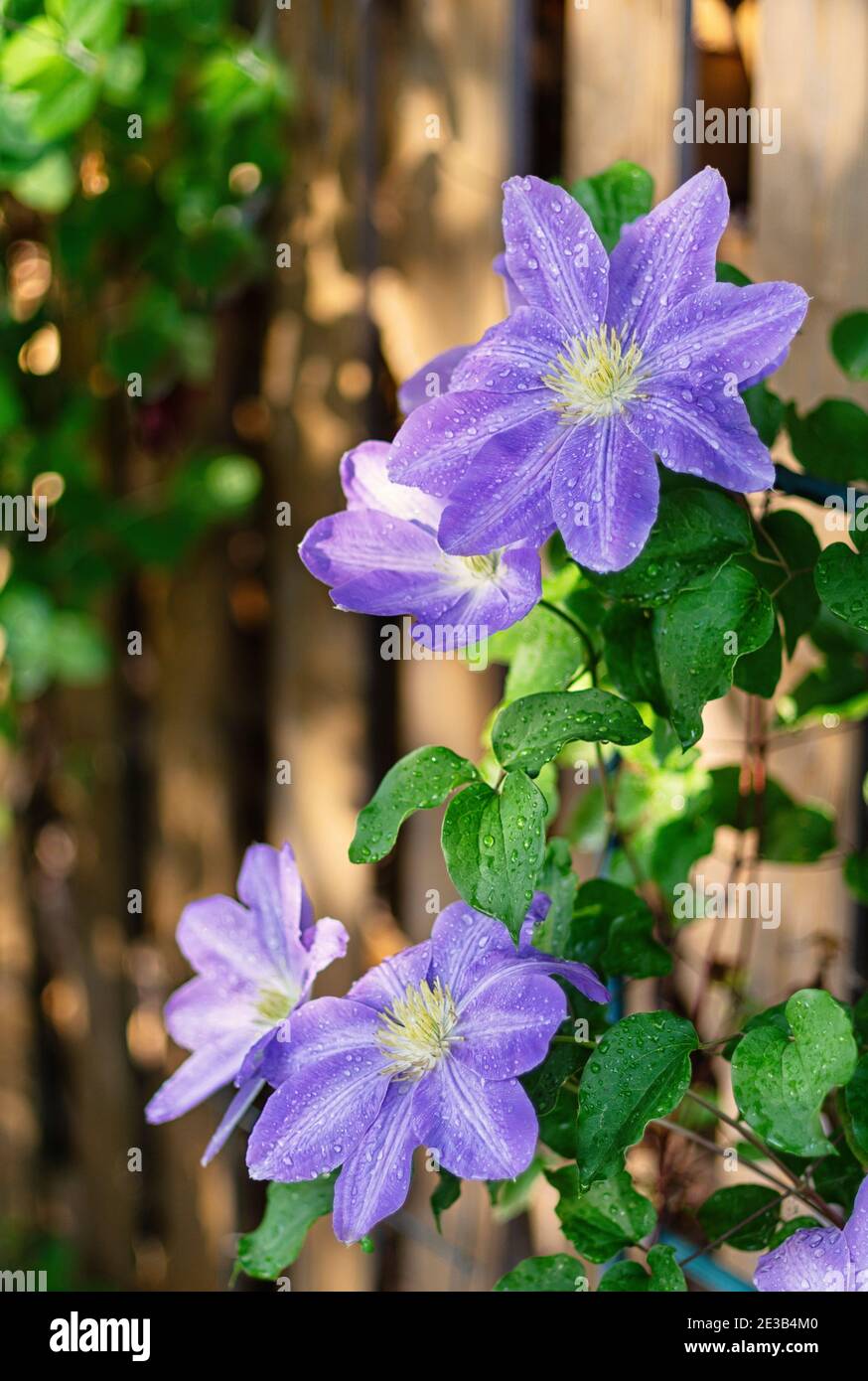 Clématis bleues dans le jardin d'été après la pluie, foyer sélectif. Gros plan. Recadrage vertical. Banque D'Images