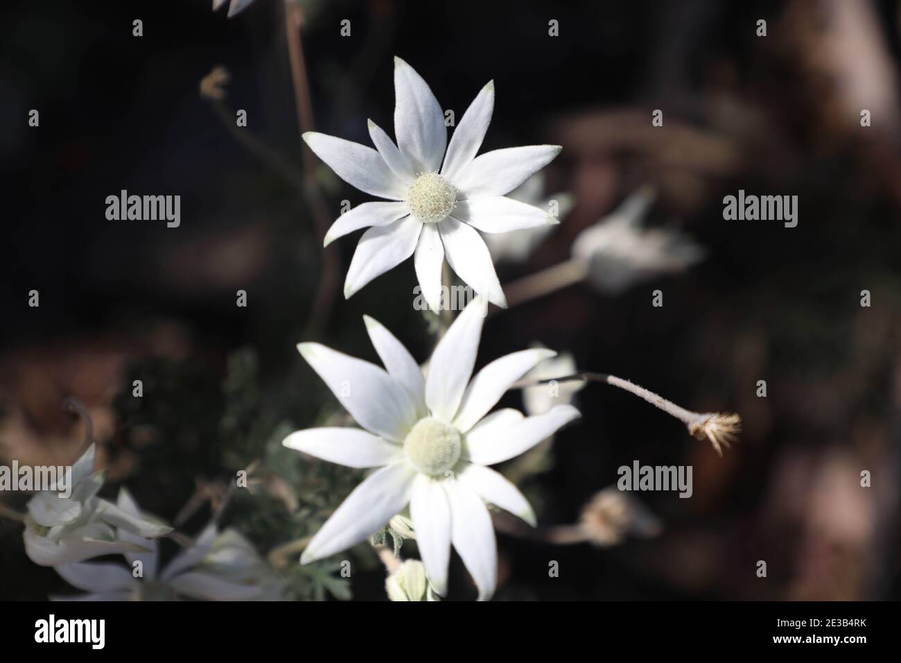 Fleurs de flanelle (Actinotus helianthi) dans le parc national de Bouddi, Central Coast, Nouvelle-Galles du Sud, Australie Banque D'Images