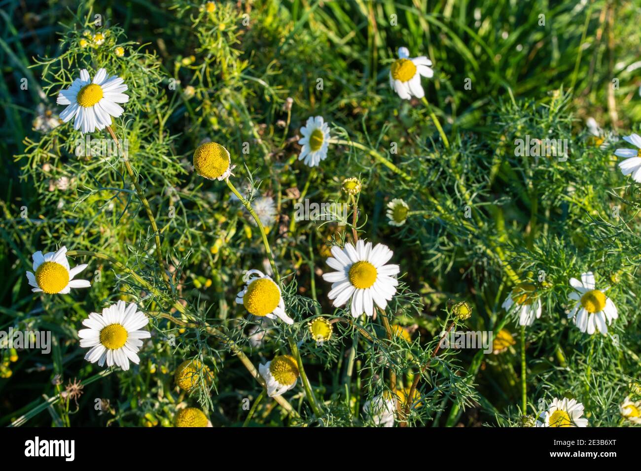 La véritable camomille, Matricaria camomilla, est une espèce de la famille composite. Elle est originaire de toute l'Europe. C'est une plante médicinale qui est principalement Banque D'Images