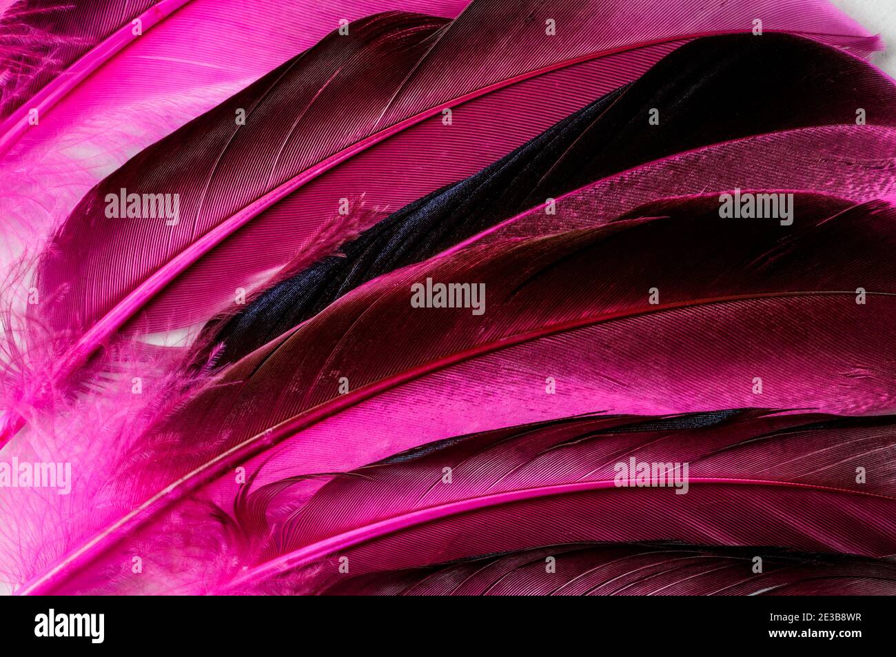 plumes d'oiseau colorées, gros plan, plumes en rouge, marron, vue de dessus, macro Banque D'Images