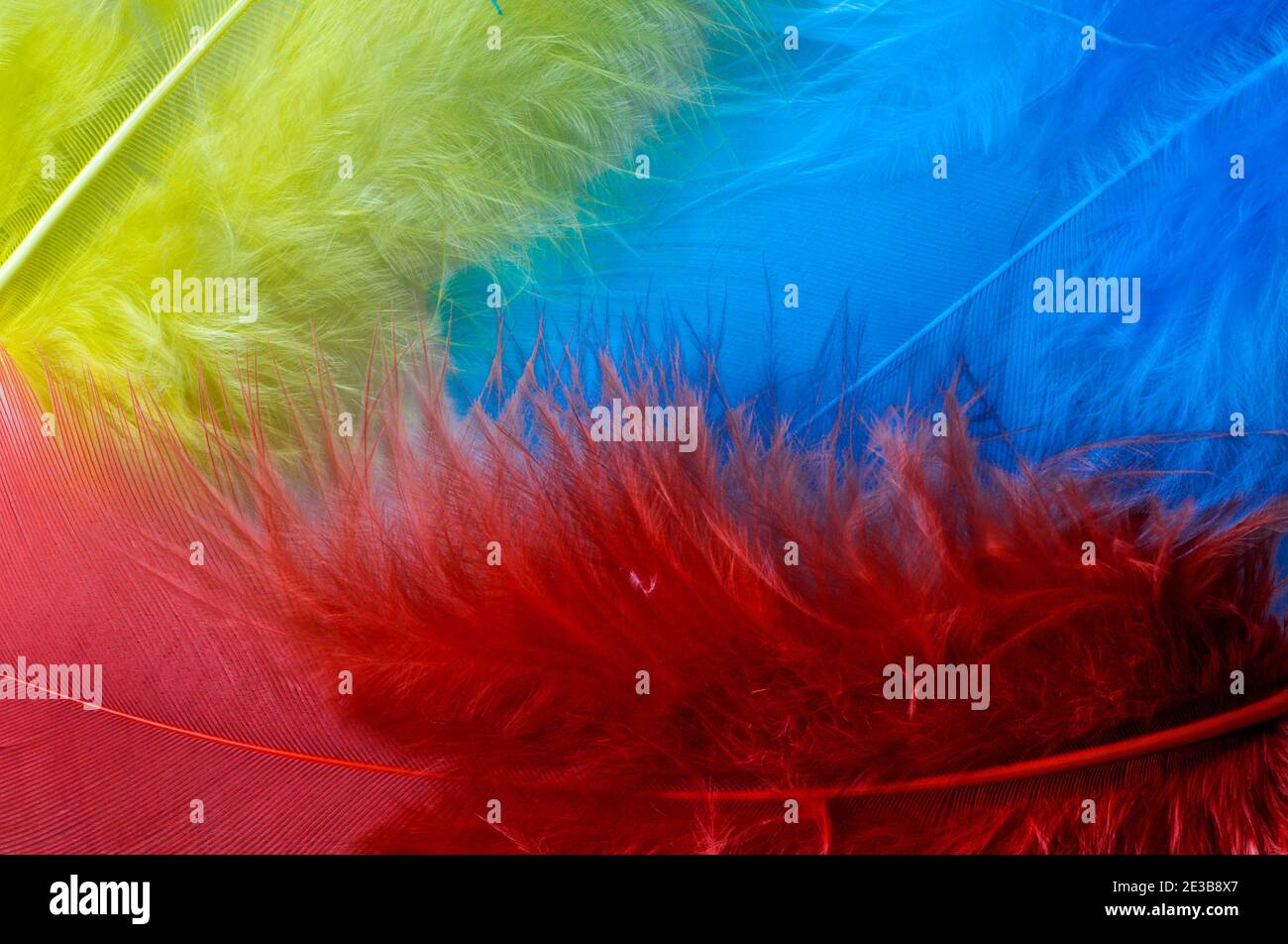 Plumes d'oiseau colorées, gros plan, plumes en rouge, jaune, bleu, marron, vue de dessus, macro Banque D'Images