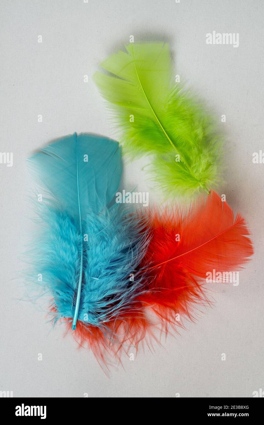 plumes d'oiseau colorées, gros plan, plumes en rouge, bleu, greenview d'en haut, macro Banque D'Images
