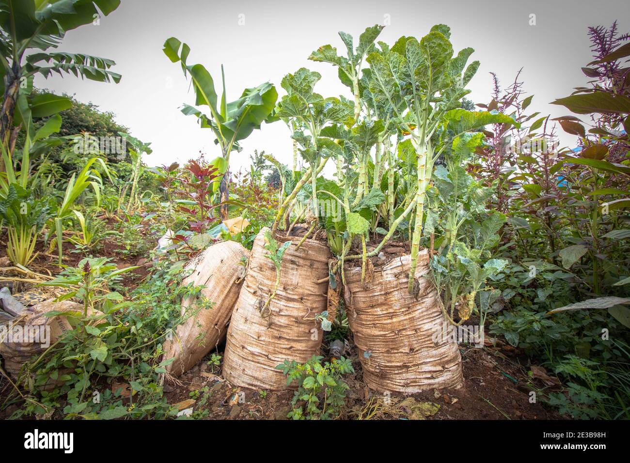 Les sacs en polypropylène sont utilisés par les petits agriculteurs locaux pour la culture de légumes dans les bidonvilles de Kibera.dans les plus grands et en développement lent des bidonvilles d'Afrique, bien connu pour sa croissance la plus élevée de population et la connexion dense et la proximité des structures autour des quartiers, tout le monde n'est pas en mesure de mettre en pratique et de prendre des mesures pour recycler les déchets et les produits en plastique. Après la démolition de maisons et d'entreprises, situé près de la ligne de chemin de fer par les chemins de fer du Kenya, la plupart des résidents pratiquent le recyclage des sacs en polypropylène pour construire leurs nouvelles maisons et de petites entreprises Banque D'Images