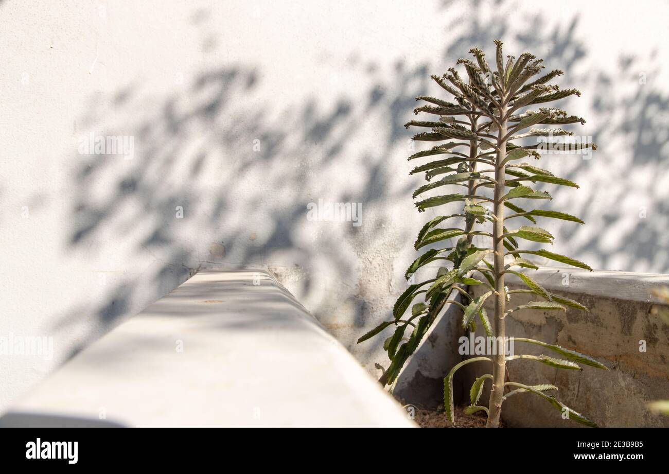 Vue latérale sur Kalanchoe Delagoensis. La plante est également connue comme mère de millions, Diable's Backbone et Chandlier Plant. Espace de copie, mise au point sélective. Banque D'Images