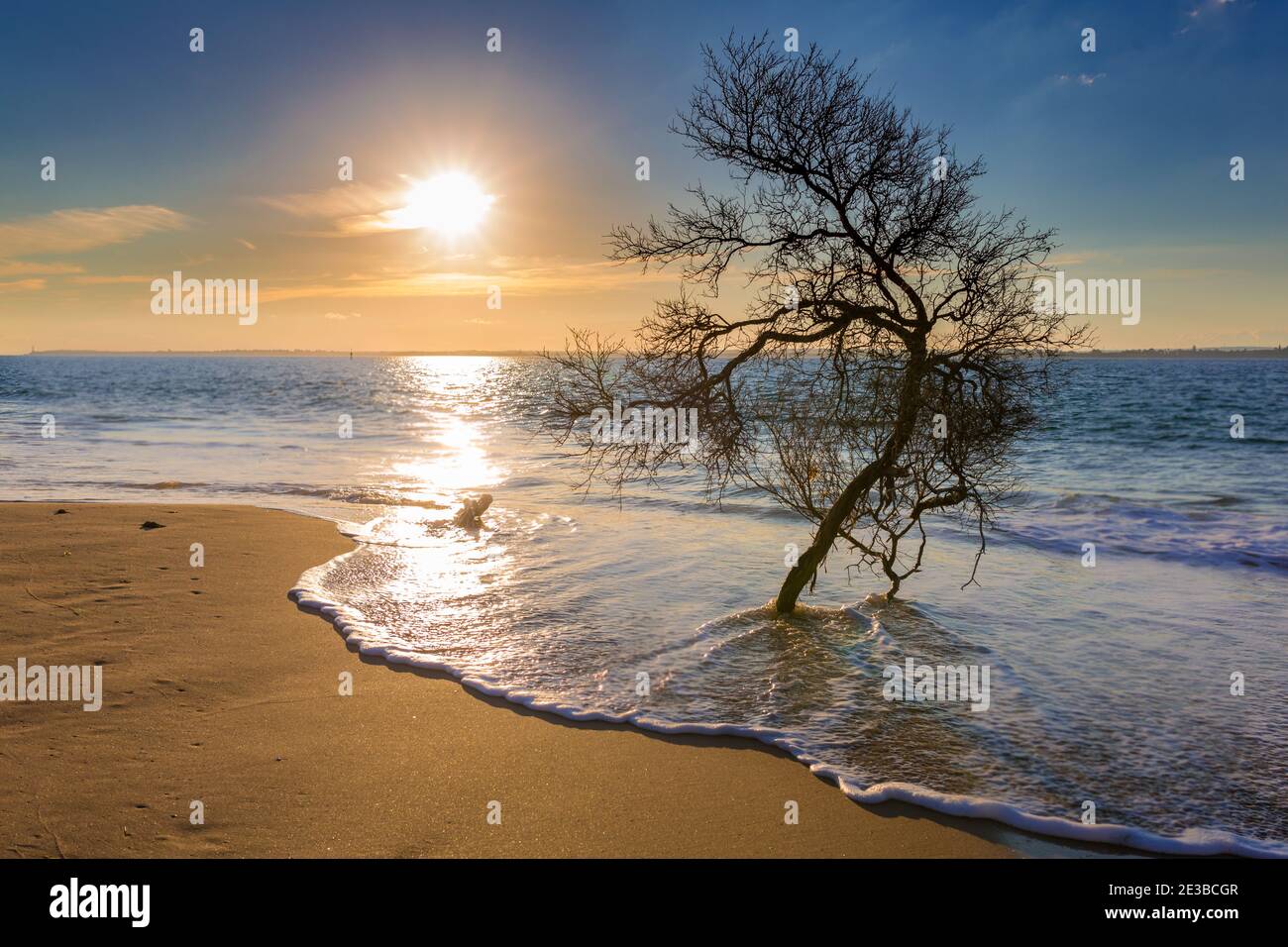 Arbre mort dans la mer Banque D'Images
