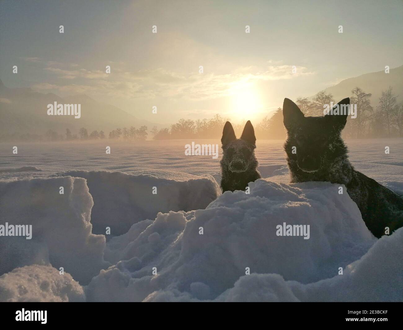 Deux chiens de berger allemands au coucher du soleil dans la nouvelle neigée à Swizerland Banque D'Images