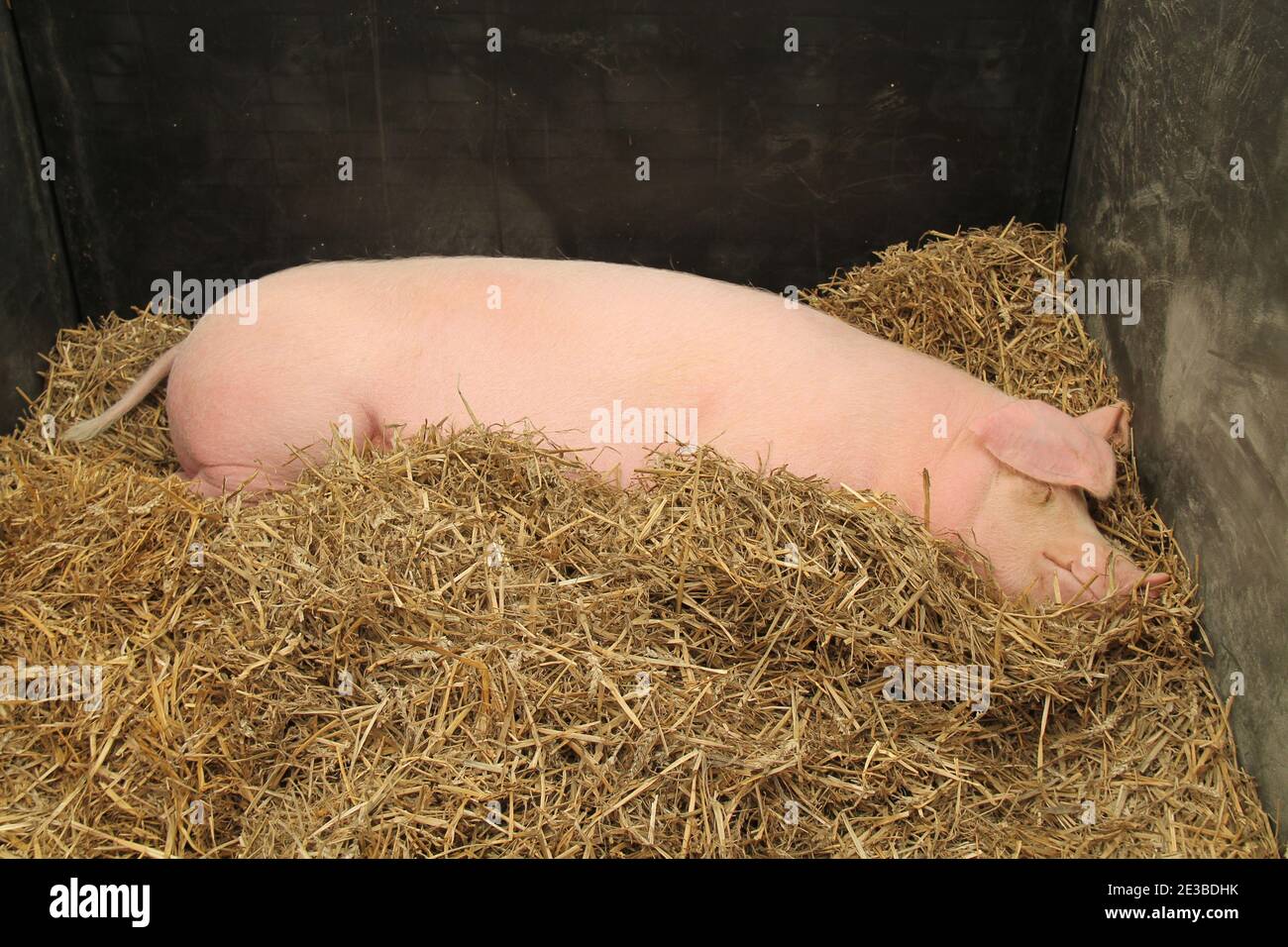 Un grand cochon de ferme dormant sur un lit de paille. Banque D'Images