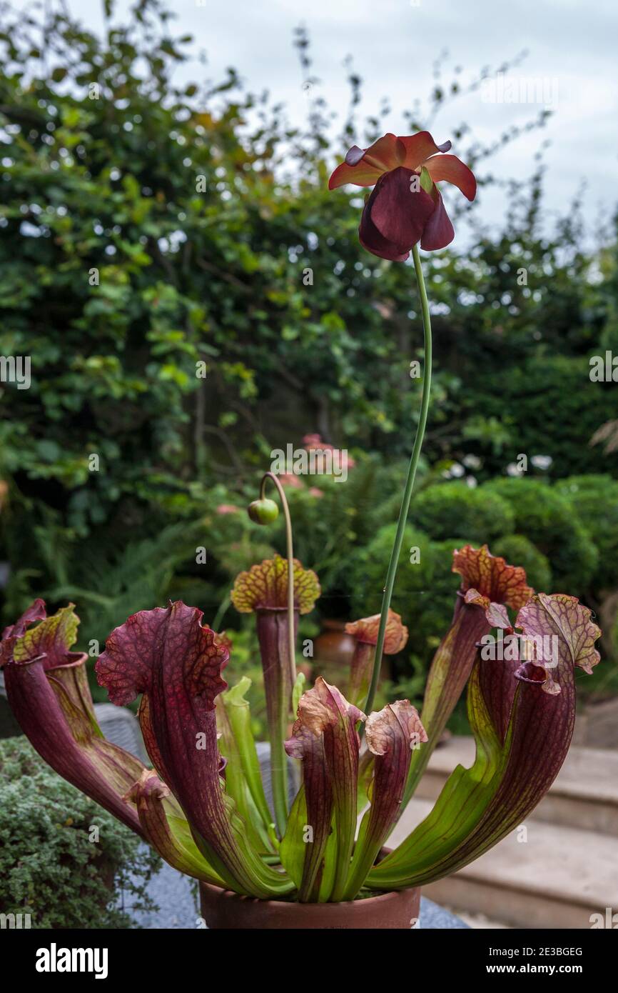 Sarracenia (pichet en trompette) est une plante carnivore, qui pousse ici comme plante en pot dans un jardin anglais Banque D'Images
