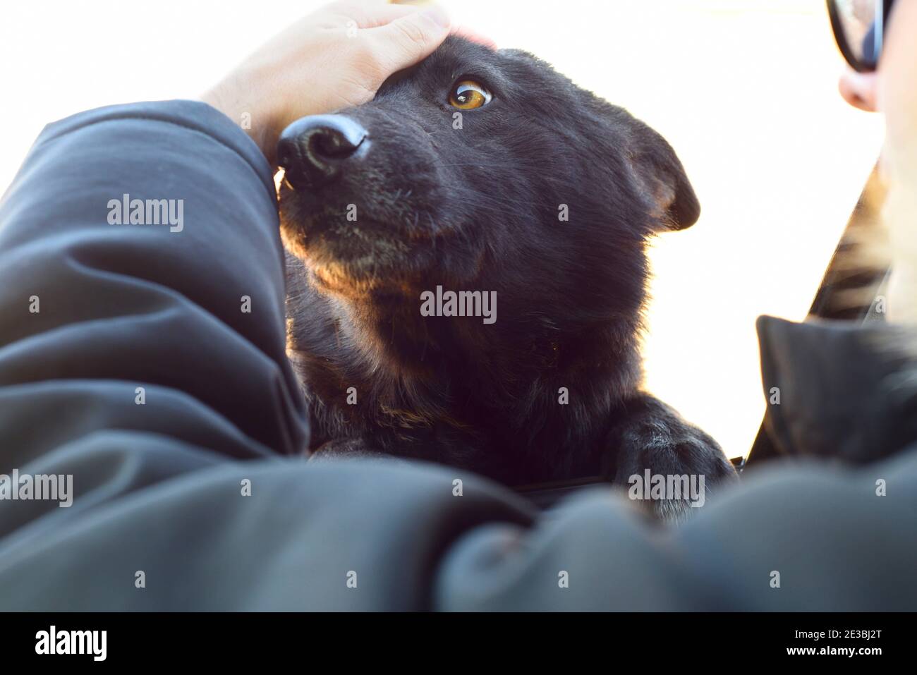 Adieu du chien au propriétaire par la fenêtre de la voiture Banque D'Images