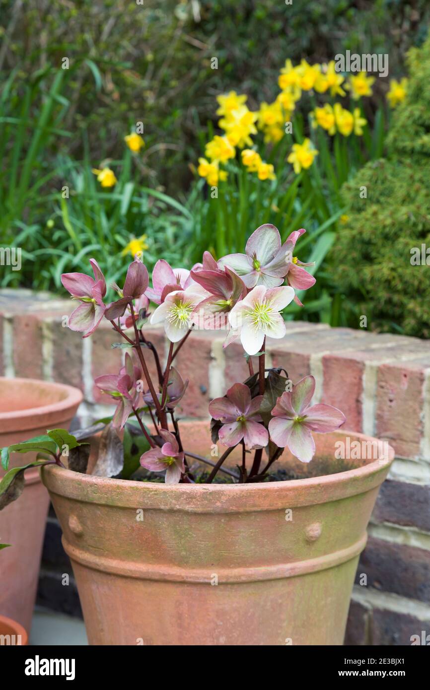 Hellebore niger, rose de Noël ou rose d'hiver dans un pot sur un patio dans un jardin au début du printemps, Royaume-Uni Banque D'Images