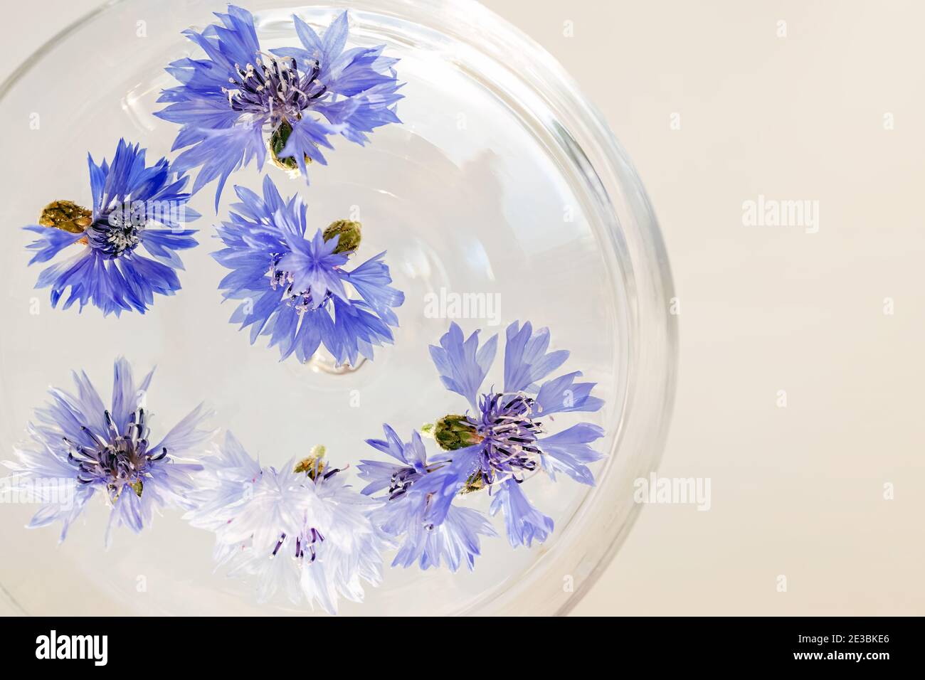Têtes de fleurs bleues dans un verre à l'eau claire Banque D'Images