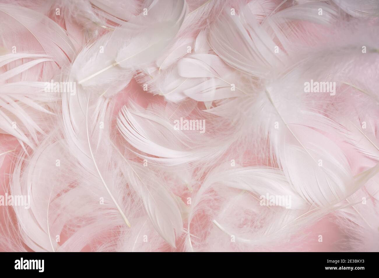 Plumes blanches douces et douces sur rose pastel Banque D'Images
