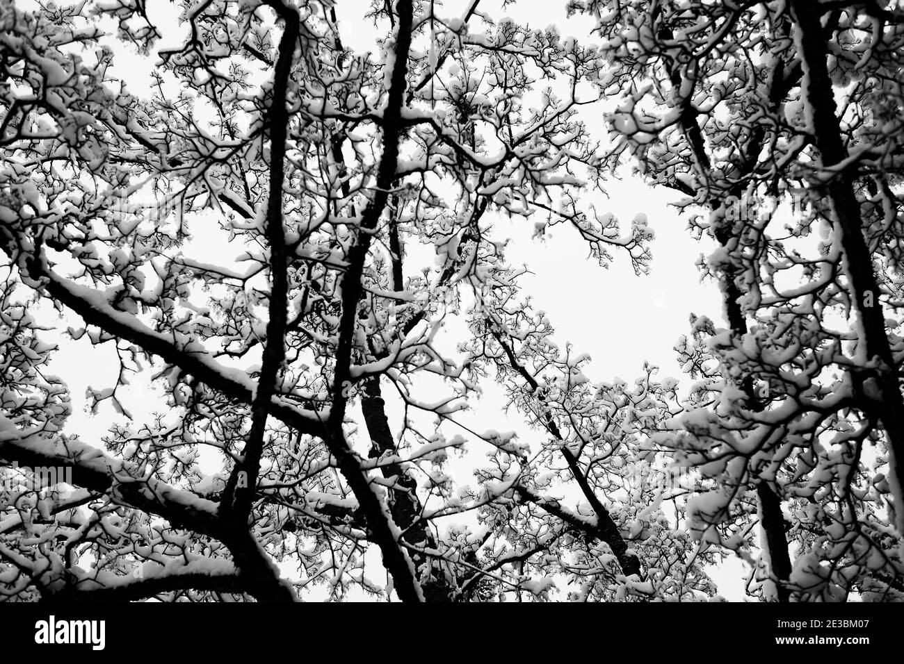 Neige, arbres, parc Kannenfeld, Bâle, Suisse Banque D'Images