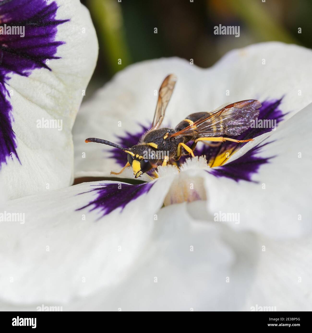 Gros plan d'une guêpe sur une fleur de pansy. Prise de vue macro. Banque D'Images