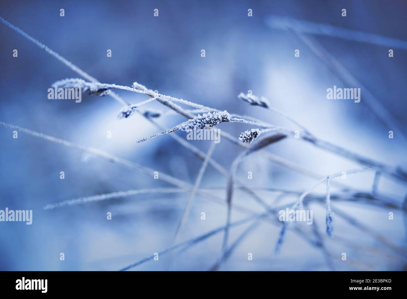 Plante sauvage de champ poussant sur une tige mince avec de longues feuilles couvertes de gel gelé en hiver froid. Nature en janvier. Banque D'Images