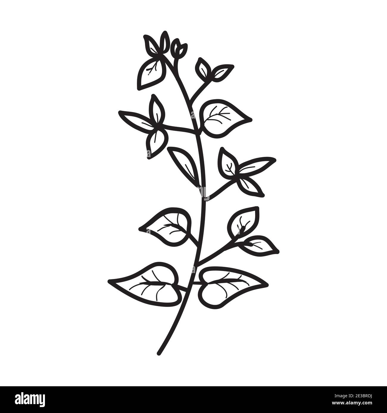 Bougainvilliers fleurs dessinées à la main. Logo Vector Design Illustration. Illustration de Vecteur