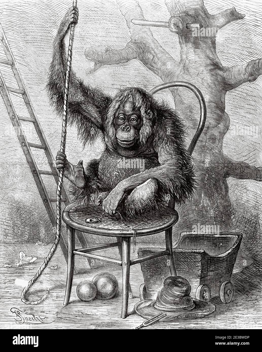 Zoo de Francfort, Orangutan (Pongo pygmaeus pygmaeus). Illustration gravée du XIXe siècle, El Mundo Ilustrado 1880 Banque D'Images