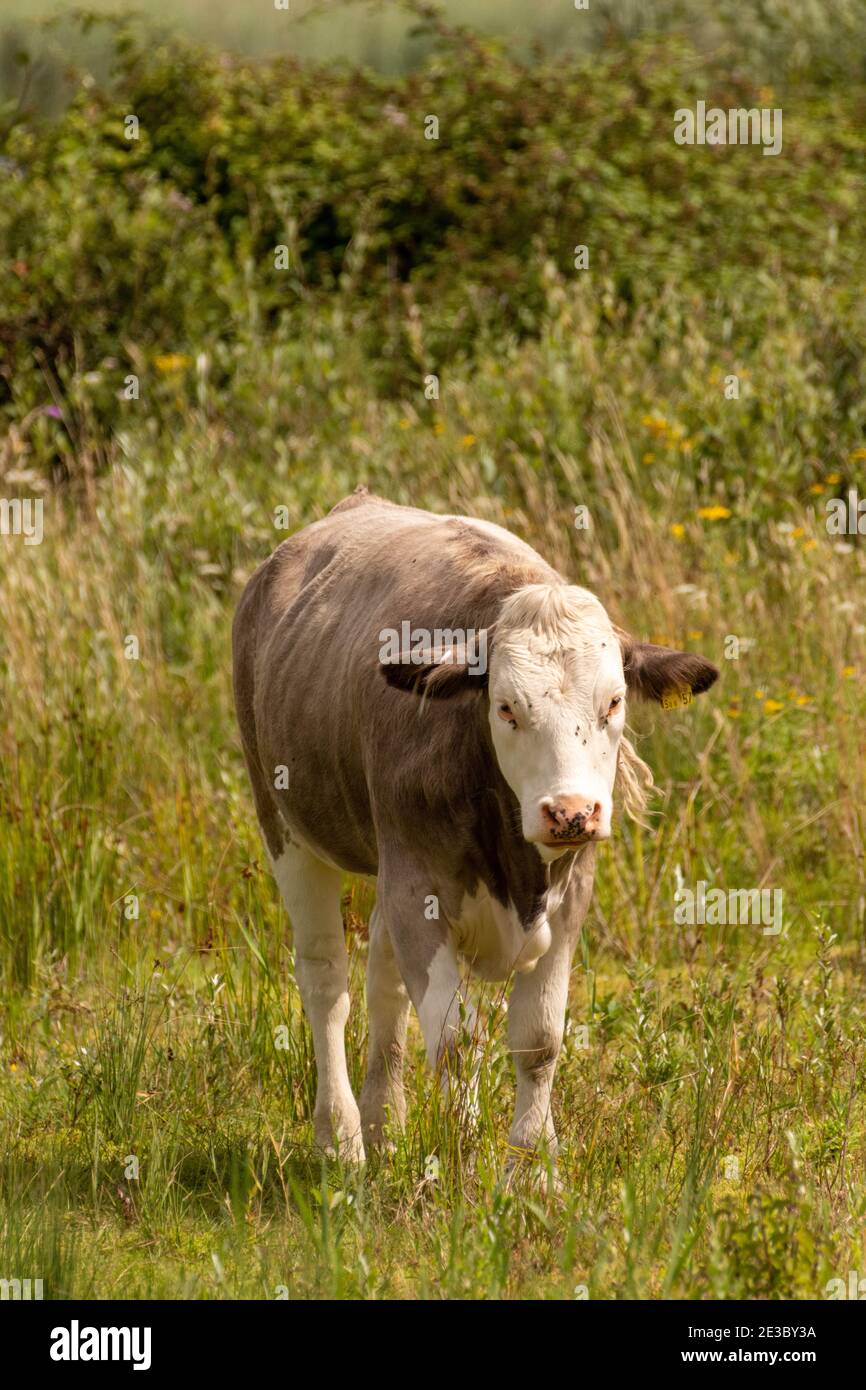 Pâturage de la vache dans la réserve naturelle Banque D'Images
