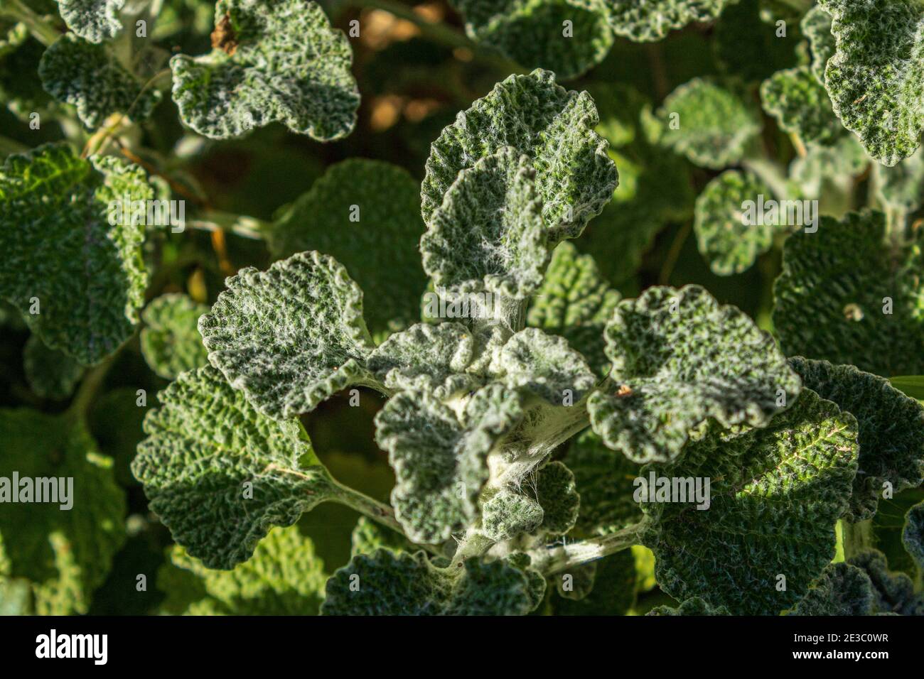 Marrubium vulgare, White Horepain Plant Banque D'Images