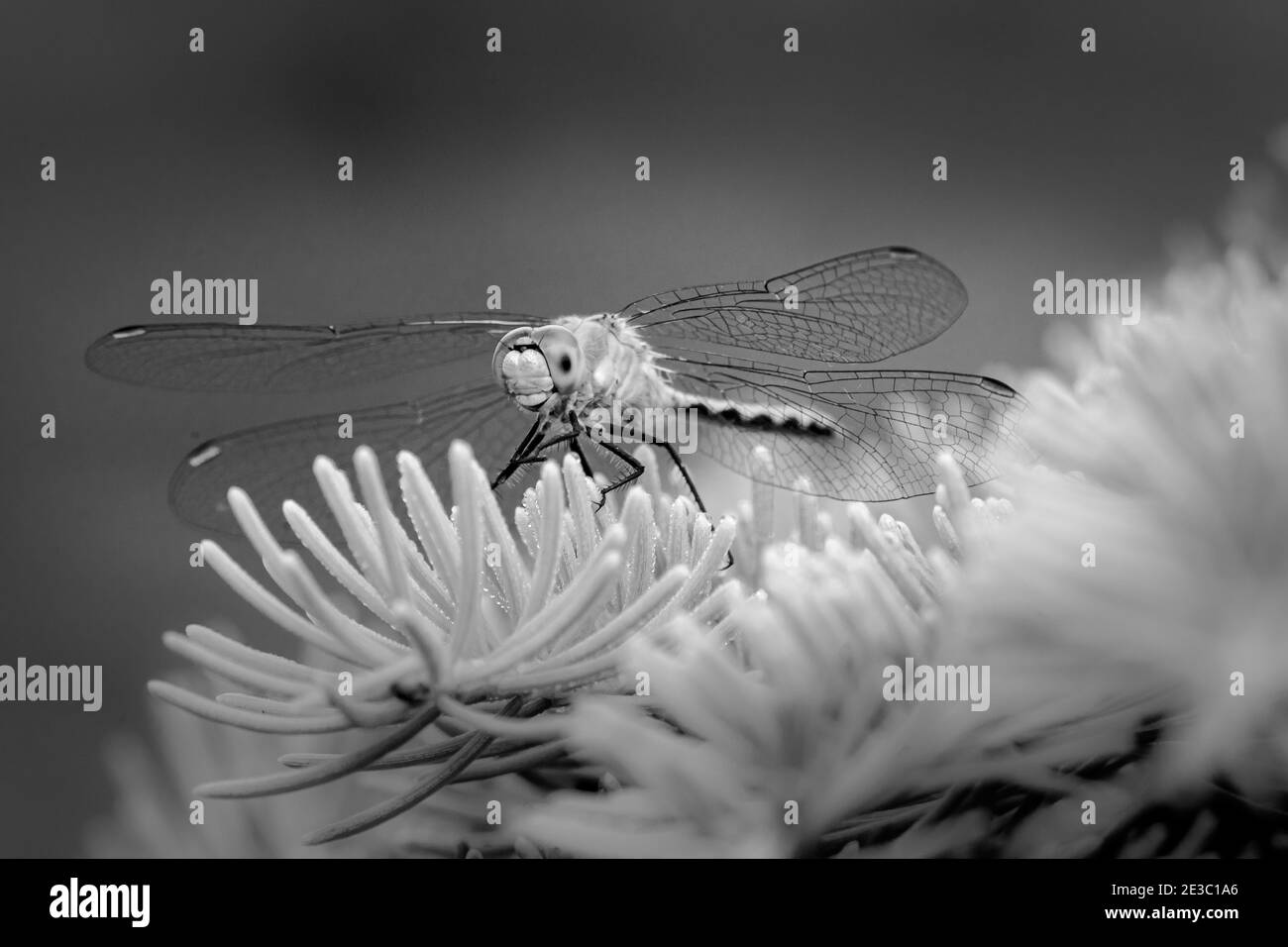 Libellule en noir et blanc Banque D'Images