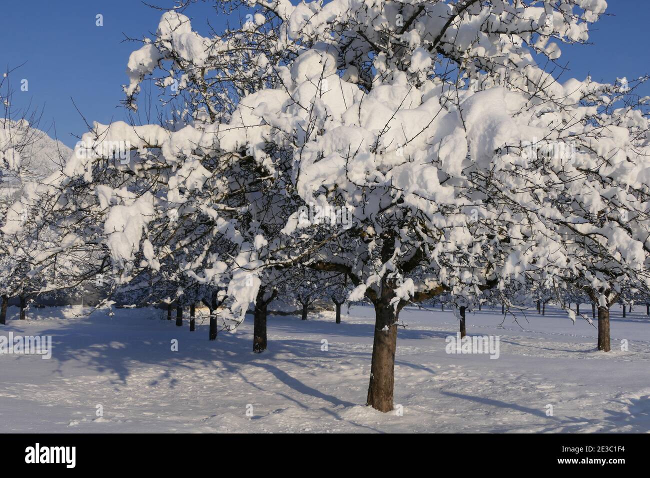 Des arbres enneigés dans un jardin de fruits sous un bleu ciel Banque D'Images