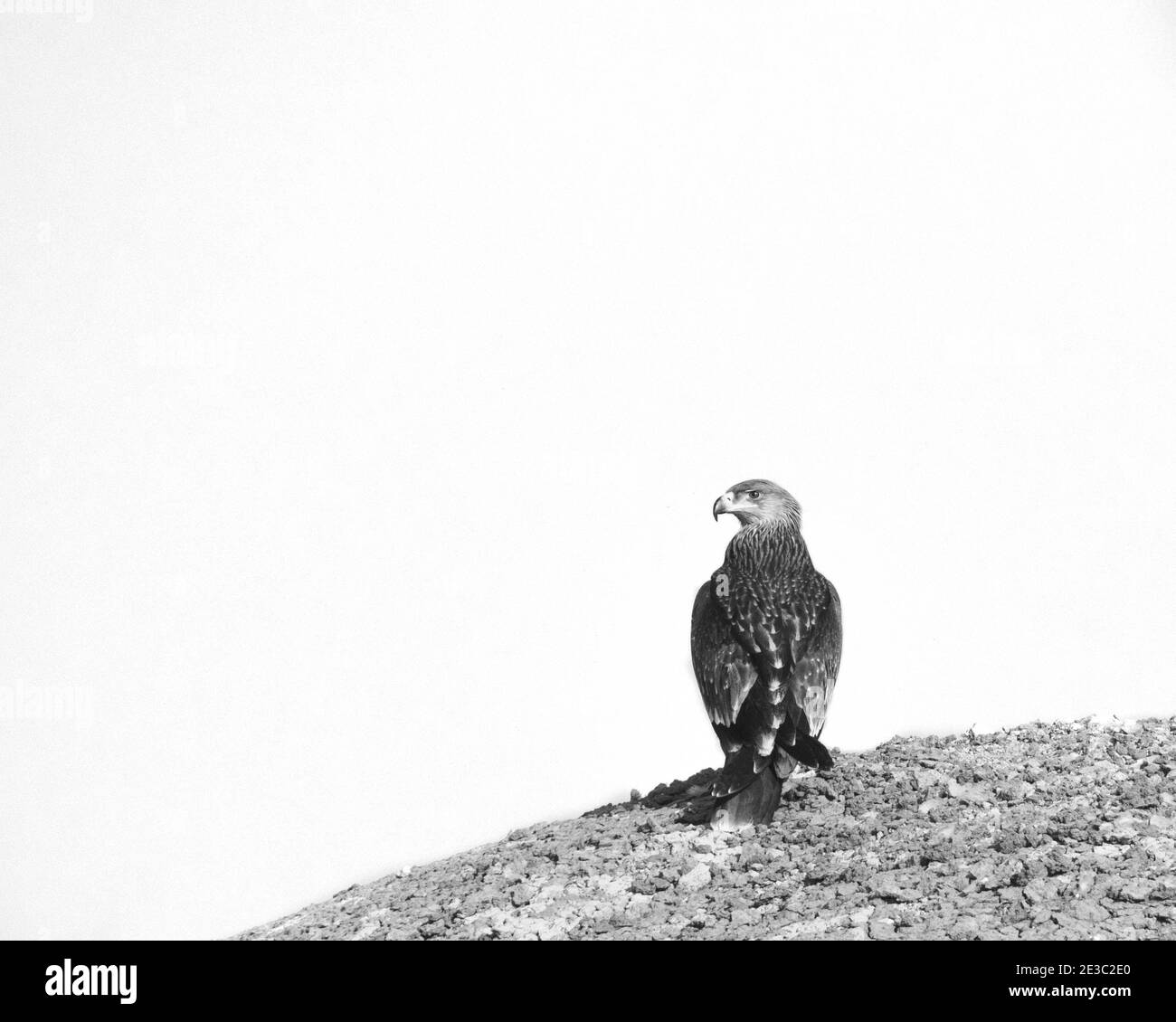 Un aigle steppé ou Aquila nipalensis assis entre un désert avec un arrière-plan flou Banque D'Images