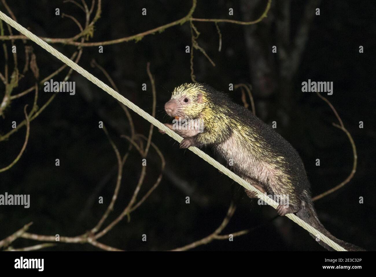 Dwarf Porcupine (Coendou mexicanus) grimpant un fil de suspension Banque D'Images