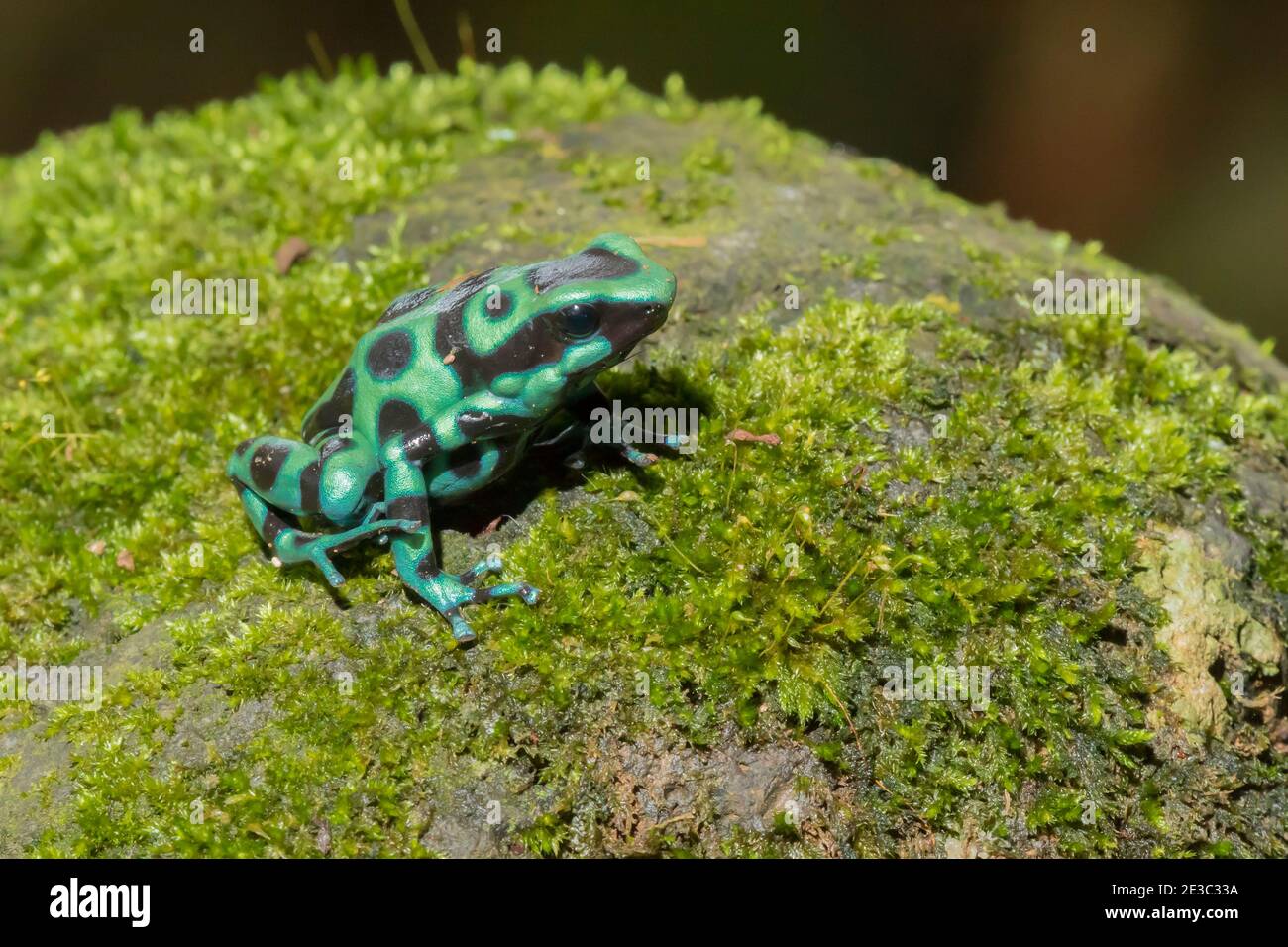 Grenouille de poison vert et noir (Dendrobates auratus), ou grenouille-flèche de poison vert et noir, sur une roche recouverte de mousse Banque D'Images