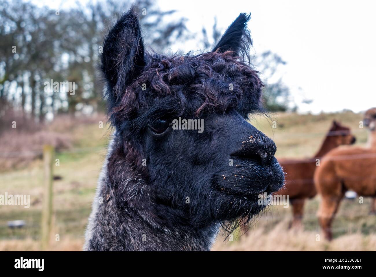 Tête de Huacaya Alpaca sombre Banque D'Images