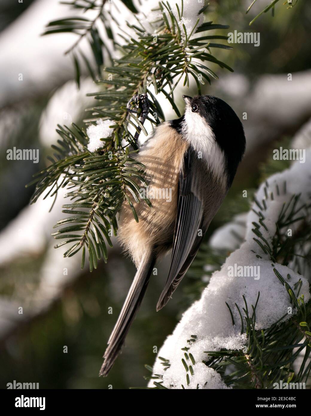 Vue en gros plan de Chickadee sur une branche de sapin avec un arrière-plan flou dans son environnement et son habitat, avec des ailes de plumage de plumes grises. Banque D'Images