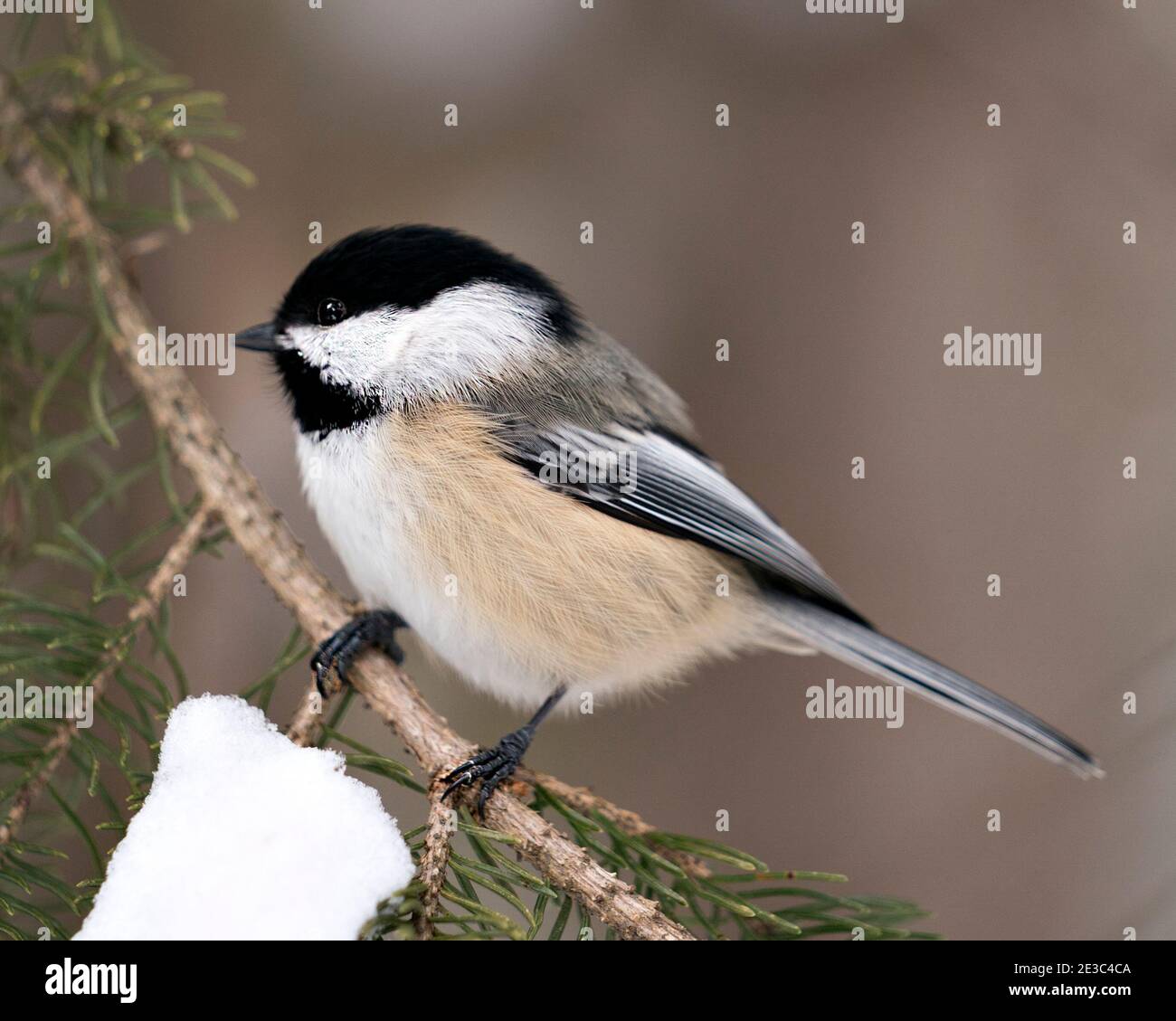 Vue en gros plan de Chickadee sur une branche de sapin avec un arrière-plan flou dans son habitat, avec des ailes et une queue de plumage de plumes grises. Image. Banque D'Images