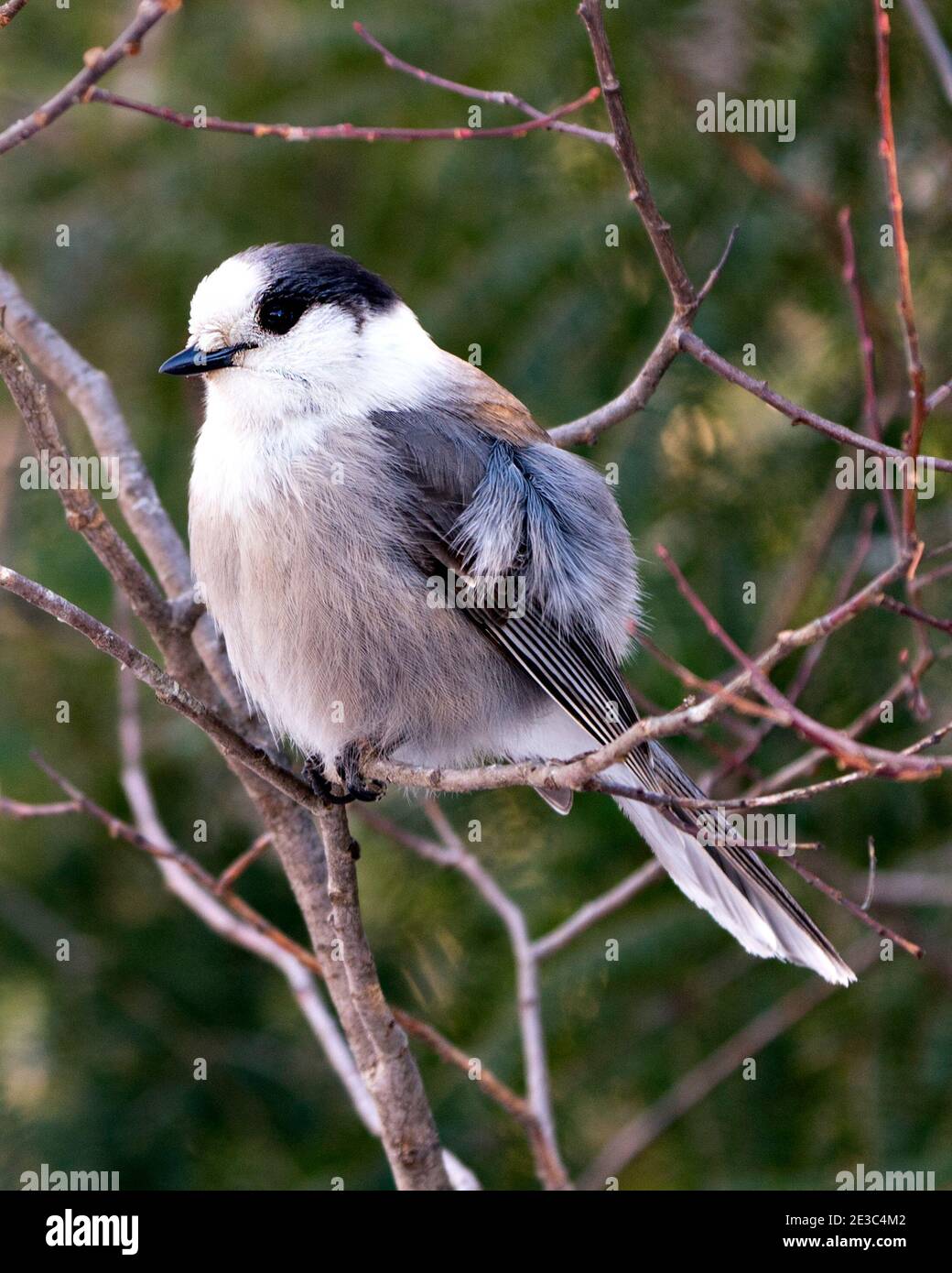 Vue en gros plan de Jay gris perchée sur une branche d'arbre avec un arrière-plan flou dans son environnement et son habitat, avec des ailes de plumage de plumes grises. Banque D'Images