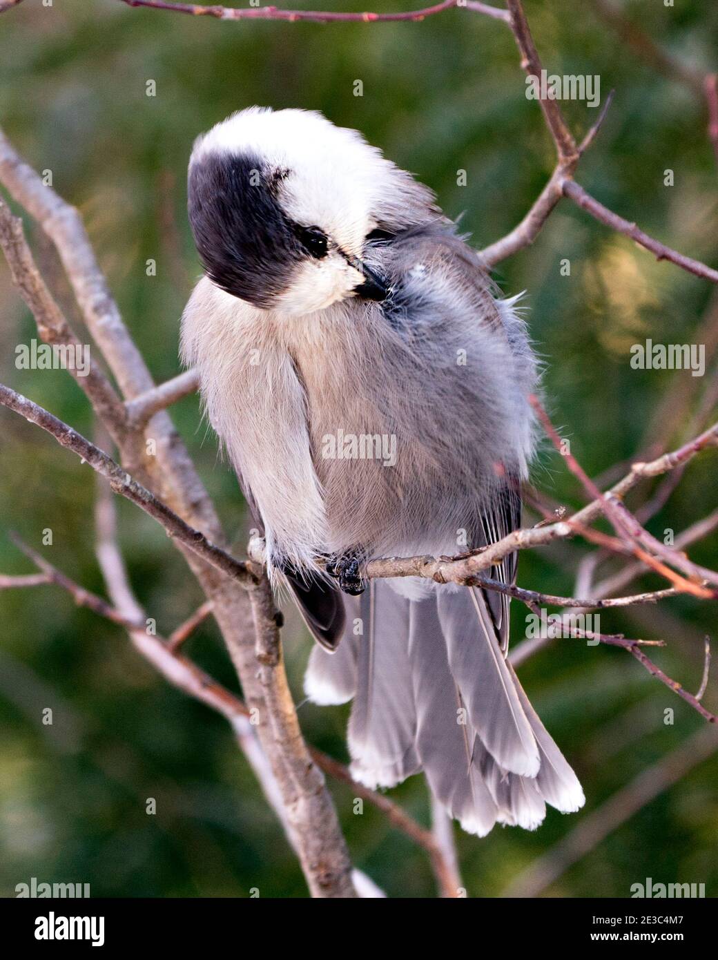 Vue en gros plan du geai gris perchée sur une branche d'arbre nettoyant les ailes dans son environnement et son habitat, affichant le plumage de plumes grises et la queue d'oiseau. Banque D'Images