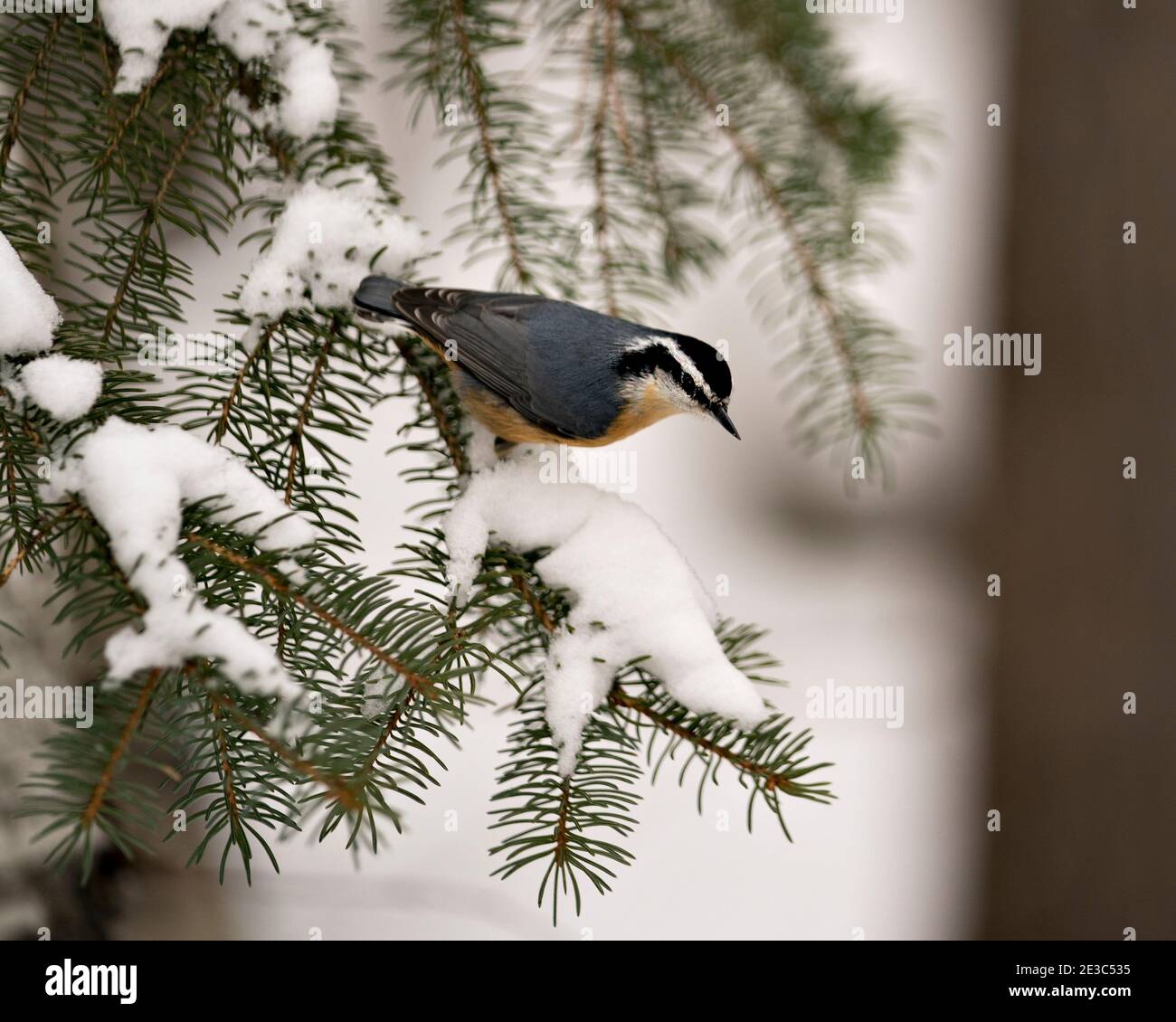 Nuthatch vue rapprochée perchée sur une branche de sapin dans son environnement et son habitat avec un arrière-plan flou, avec des ailes de plumage en plumes. Banque D'Images