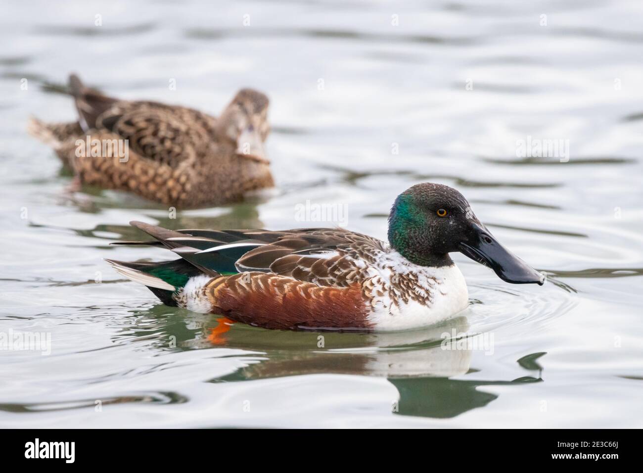 Paire de canards de la pelle butte, mâles et femelles. Le mâle est en transition du plumage éclipse (non reproducteur) au plumage reproducteur. Spatule clypeata Banque D'Images