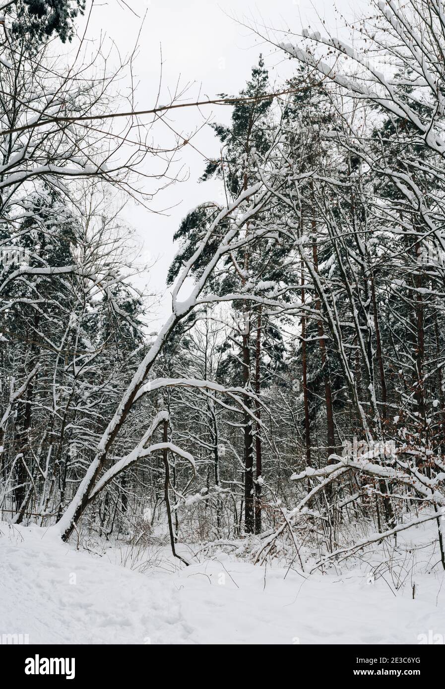 Forêt d'hiver couverte de neige Banque D'Images