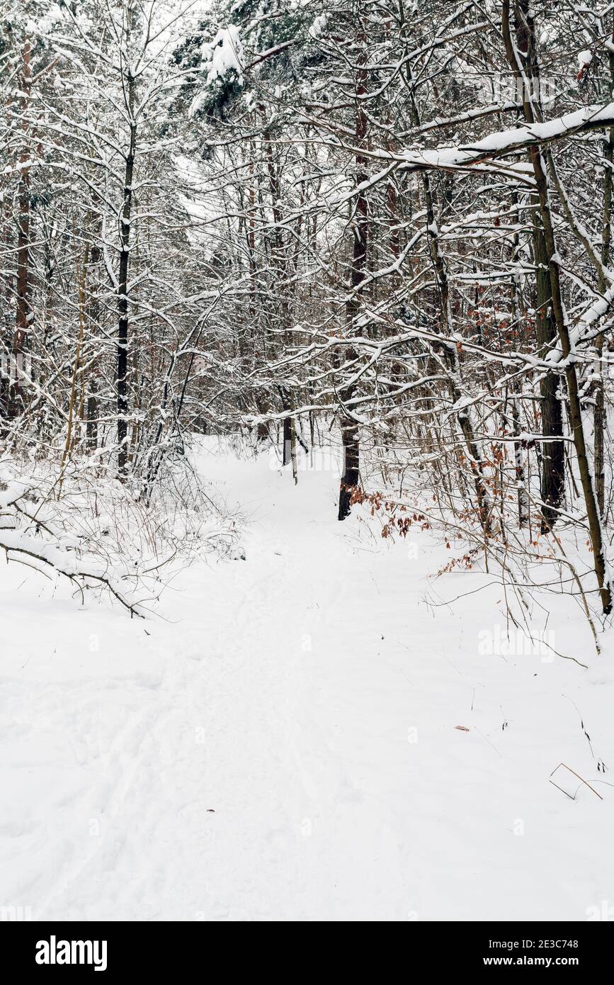 Forêt d'hiver couverte de neige Banque D'Images