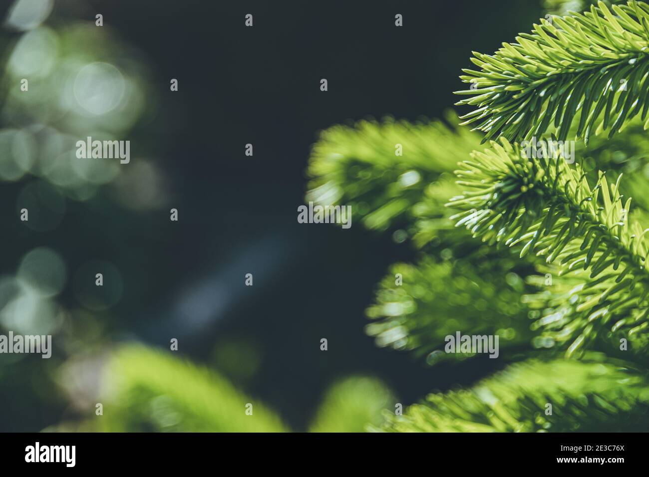 Branches vertes d'épinette dans la forêt d'été Banque D'Images