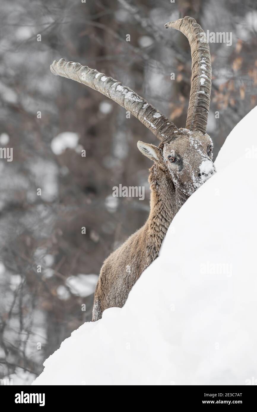 Alpine ibex mâle dans la neige (Capra ibex) Banque D'Images