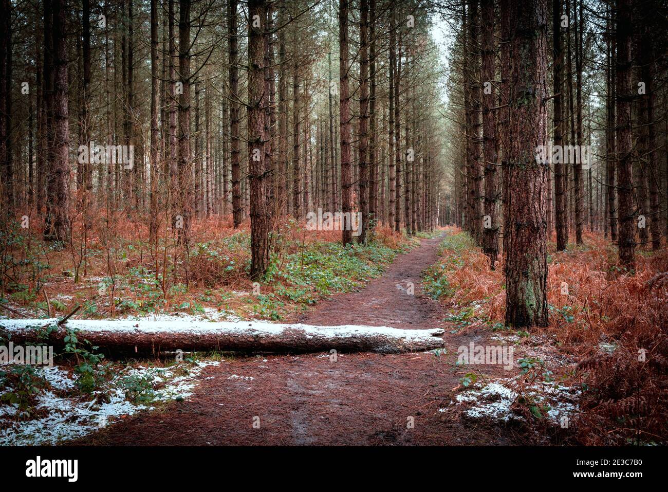 Une forêt de pins avec une poussière de neige sur le sol. Blidworth Woods, Nottingham, Angleterre, Royaume-Uni Banque D'Images