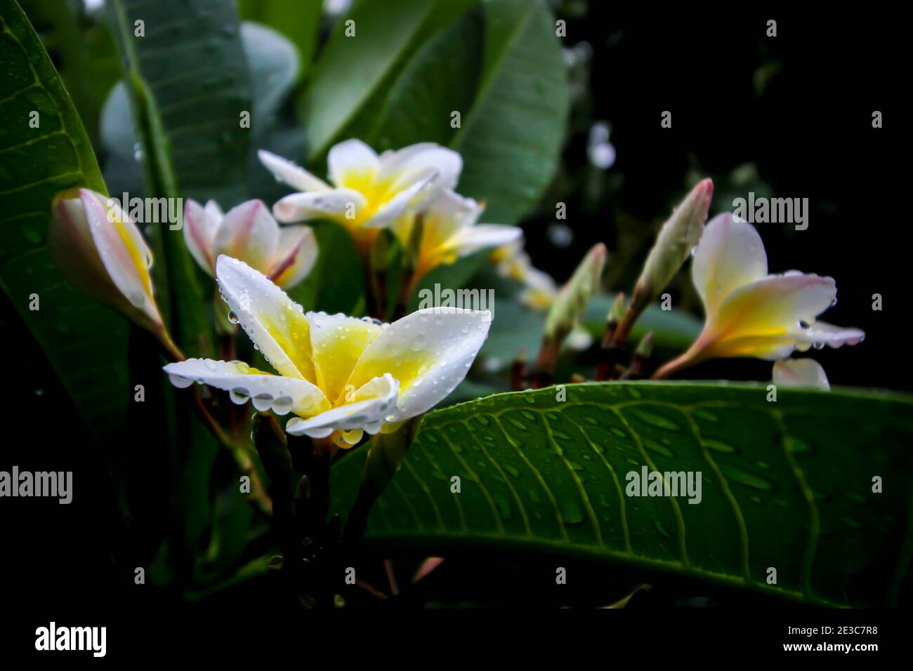 Photos de fleurs de plumeria dans le jardin Banque D'Images