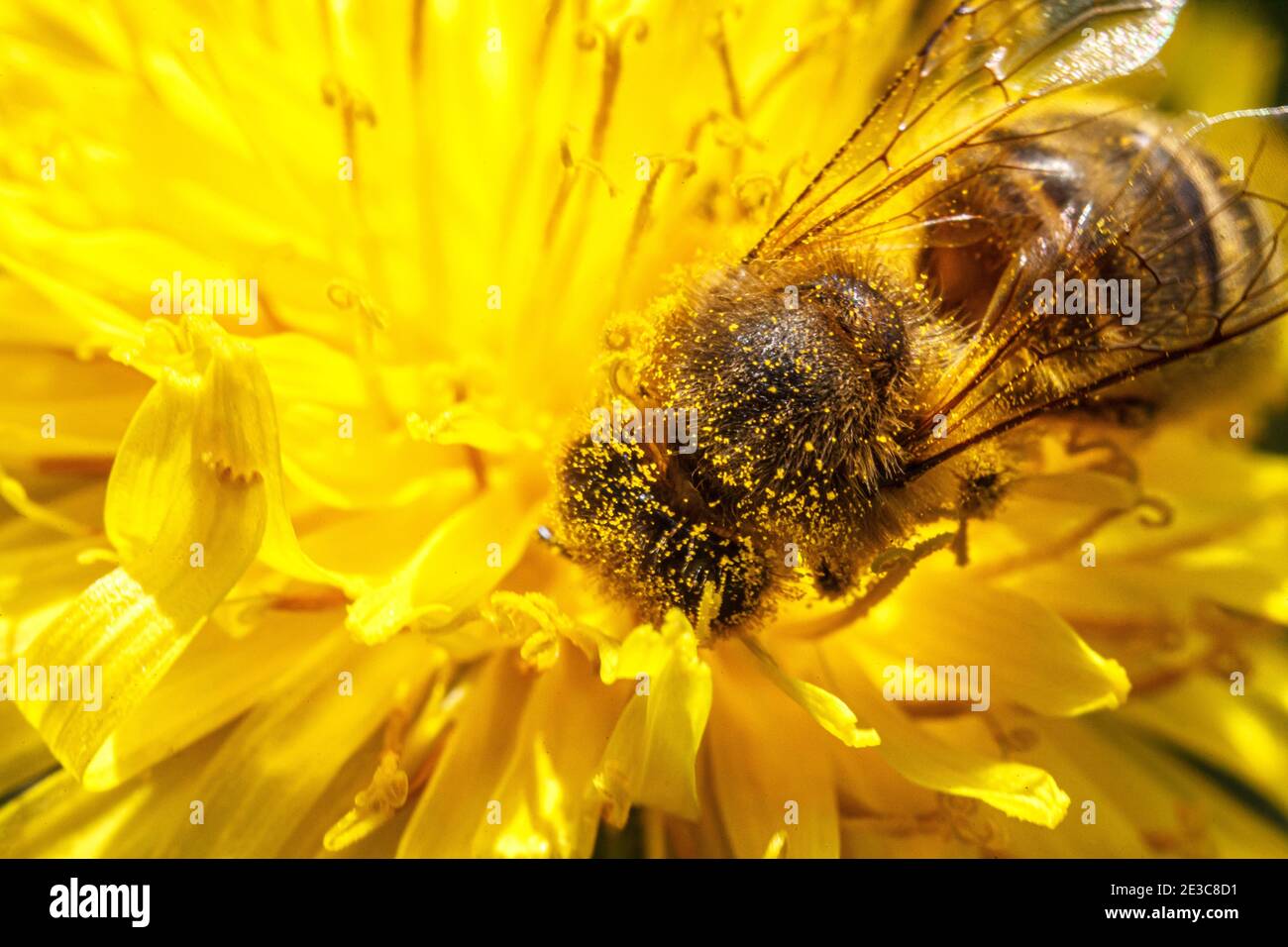 Abeille recouverte de nectar de boisson de pollen jaune, pollinisant la fleur de pissenlit jaune. Jardin fleuri naturel inspiré du printemps ou de l'été Banque D'Images