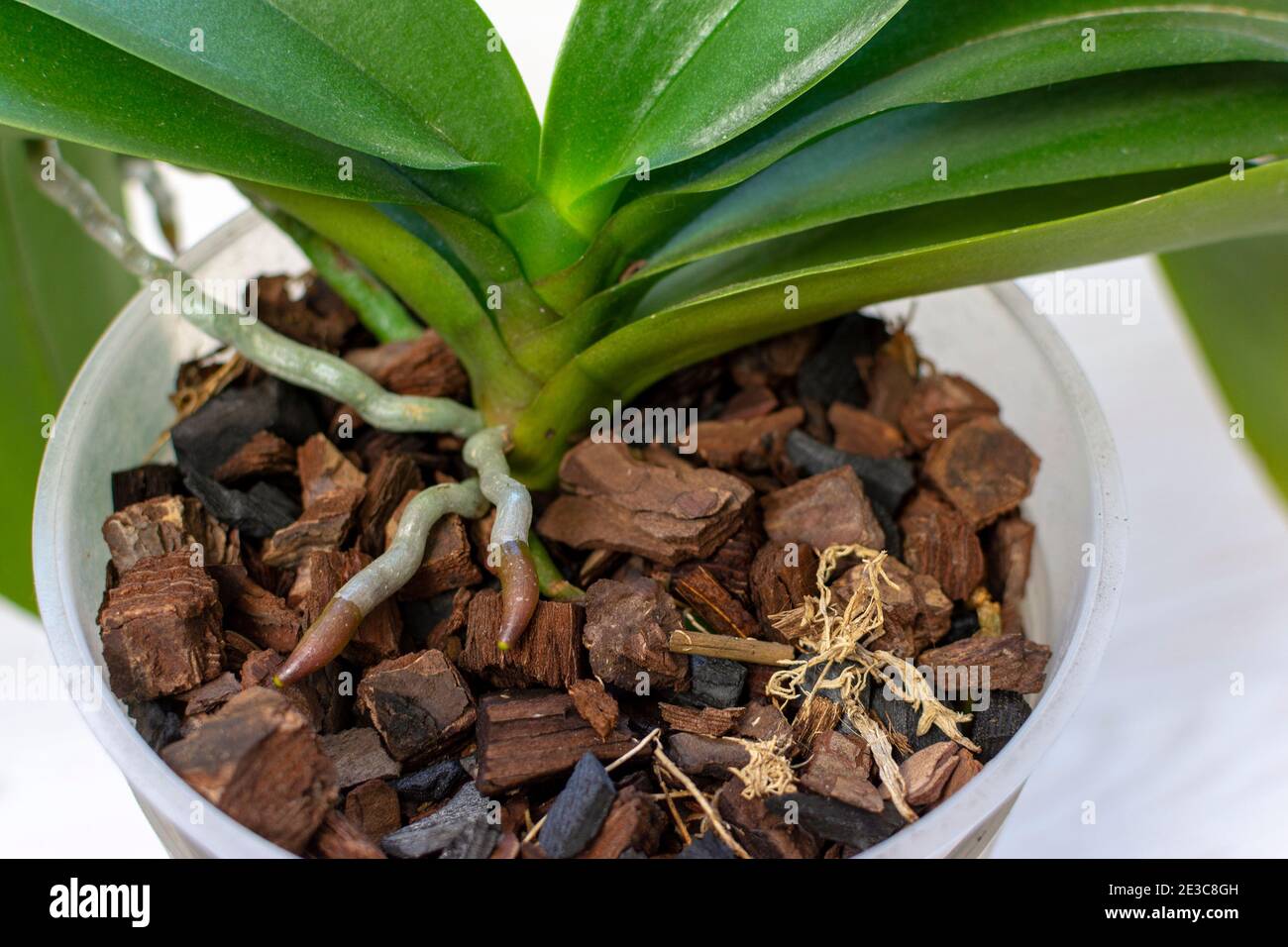 Orchid Root Banque D Image Et Photos Alamy