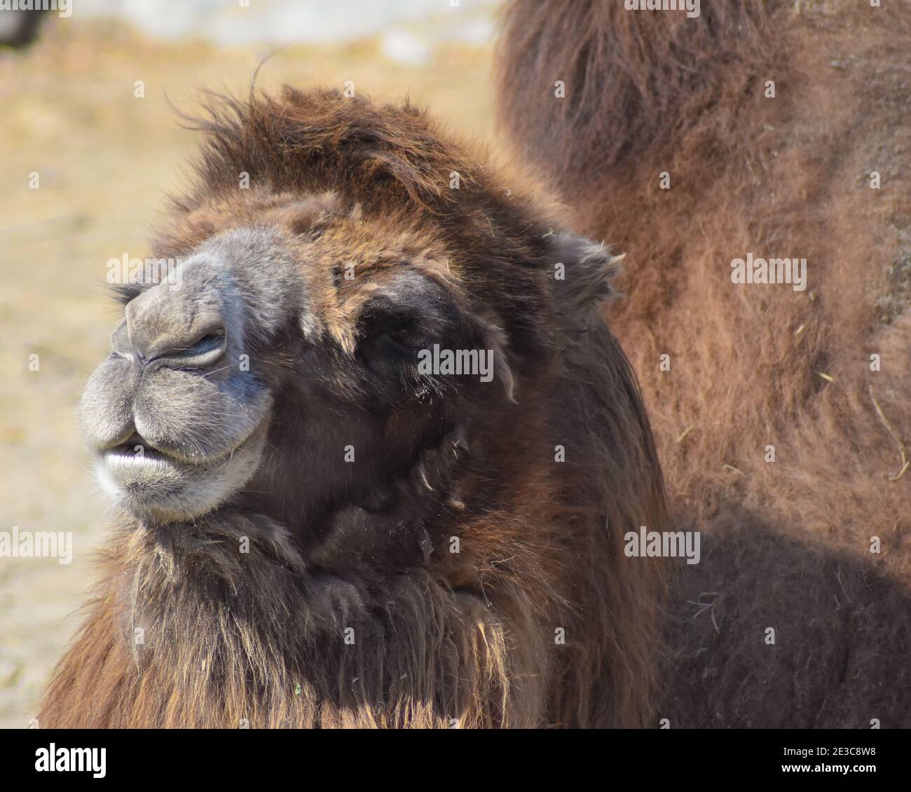 Un Bactrian Camel Basking dans le Soleil Banque D'Images
