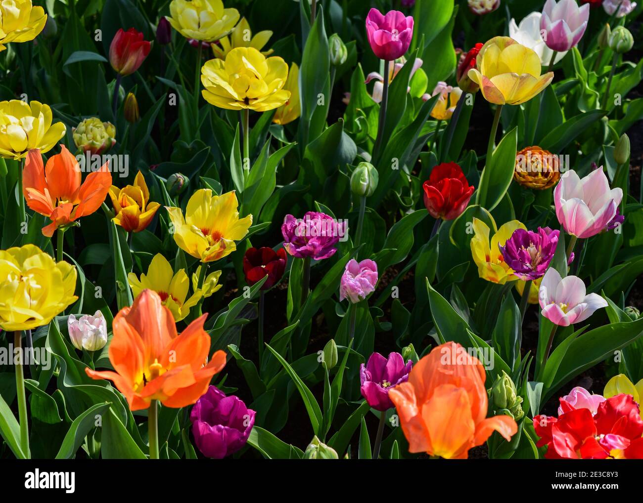 Une belle exposition de plusieurs variétés de tulipes au Keukenhof Festival de la tulipe 2018 Banque D'Images
