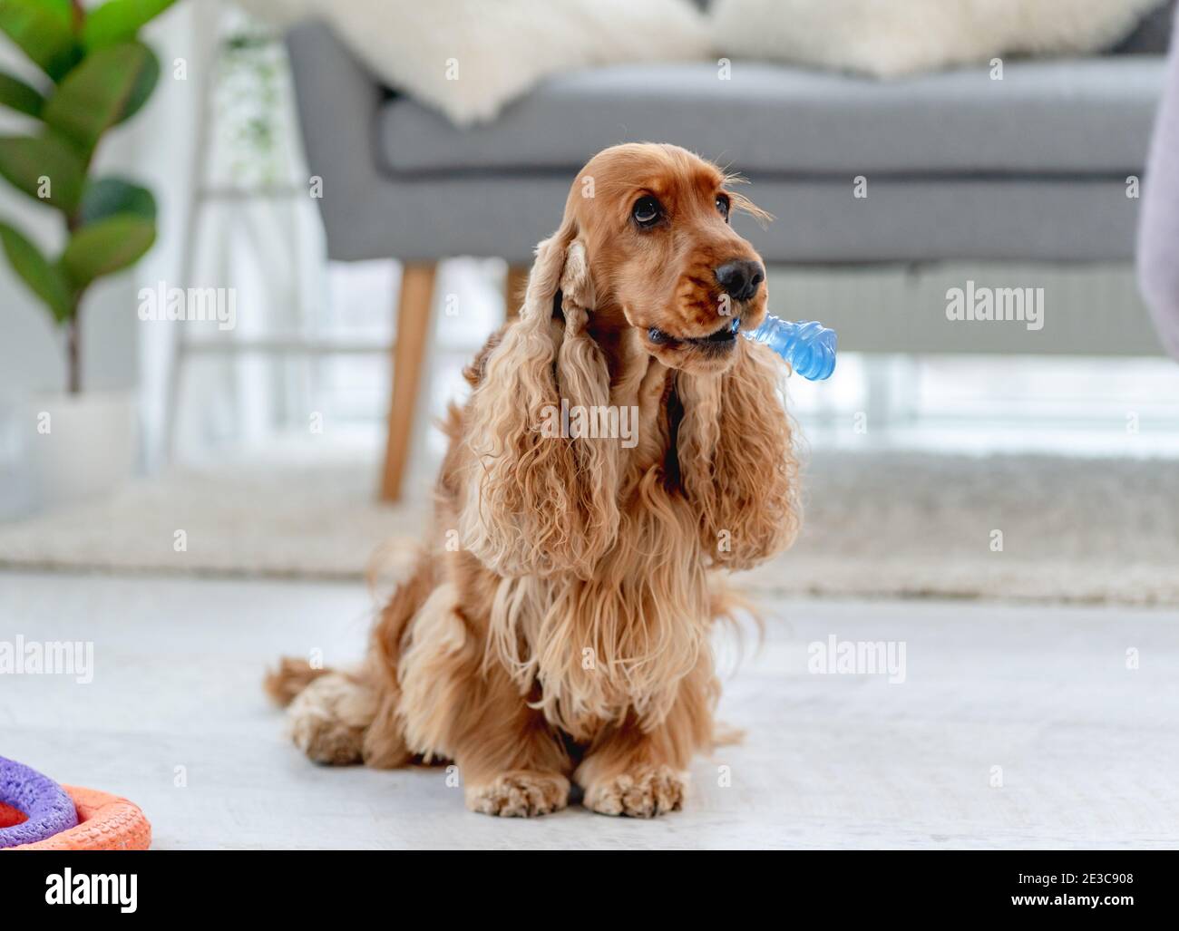 Chien d'épagneul cocker anglais à la maison Banque D'Images