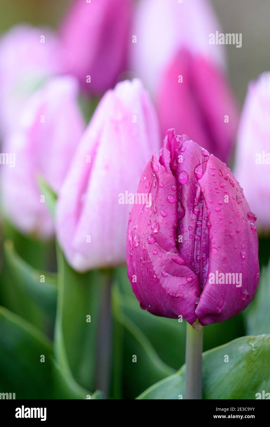 Tulipa 'Prince pourpre'. Tulipe « Prince violet » Banque D'Images