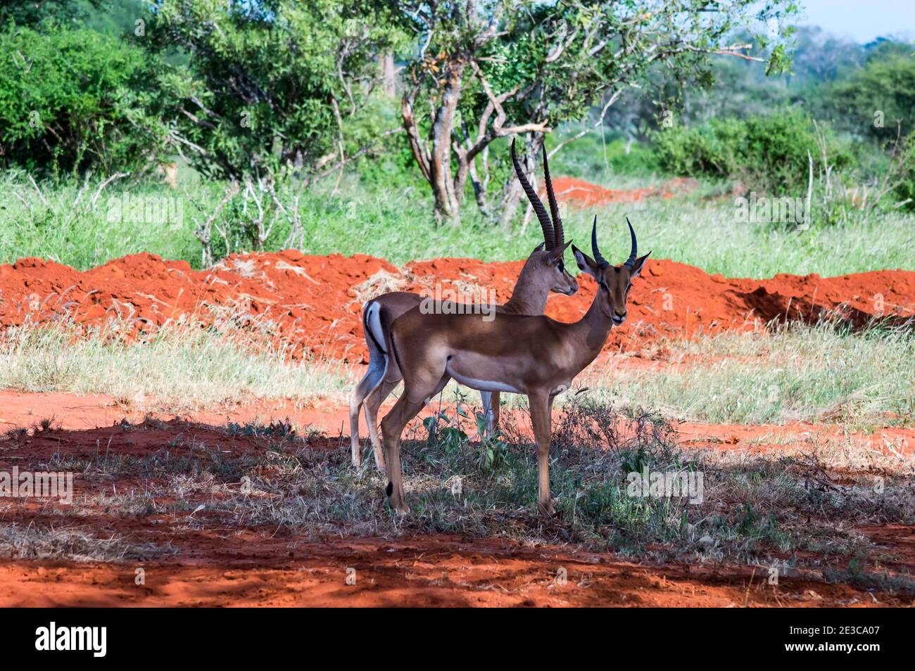 Deux Impala vues dans la savane lors d'un safari à Tsavo East Park au Kenya en Afrique Banque D'Images Deux Impala vues dans la savane lors d'un safari à Tsavo East Park au Kenya en Afrique Banque D'Images