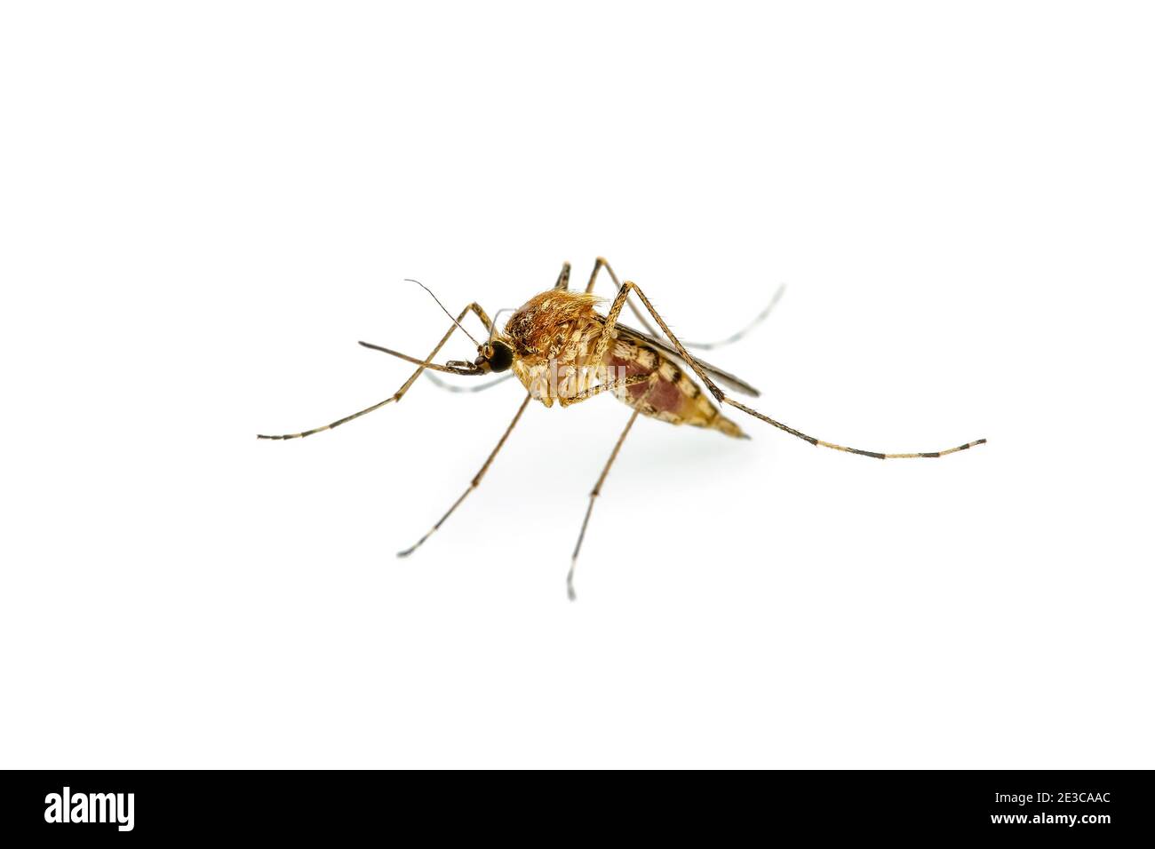 Paludisme infecté Mosquito isolé sur blanc, leishmaniose, encéphalite, fièvre jaune, maladie de la dengue, Mayaro, Zika, EEV ou EEE virus infectieux cUL Banque D'Images